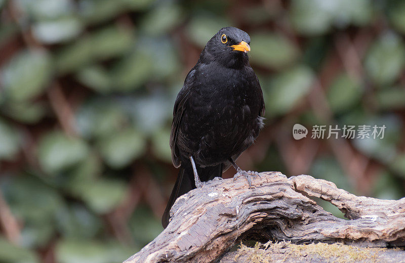 黑鸟（Turdus merula）